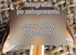 Psathyrella pennata (kruchaweczka wypaleniskowa)