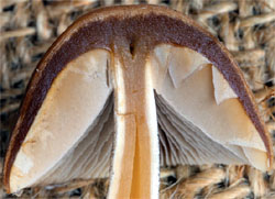 Psathyrella pennata (kruchaweczka wypaleniskowa)