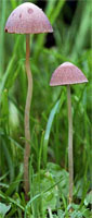 Psathyrella prona (kruchaweczka przydrożna)