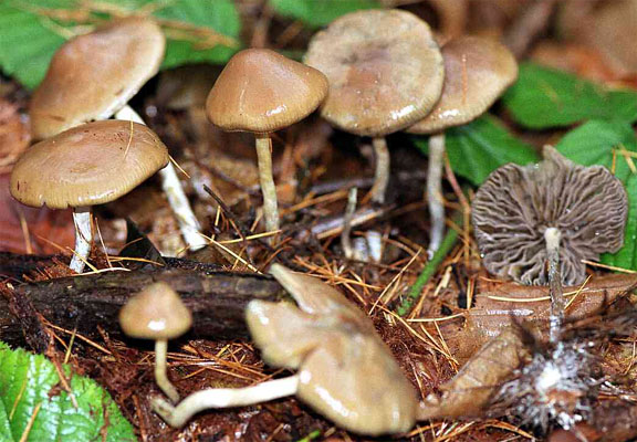 Psilocybe bohemica (łysiczka czeska)