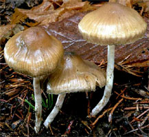 Psilocybe bohemica (łysiczka czeska)