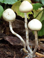 Psilocybe bohemica (łysiczka czeska)