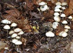 Psilocybe bohemica (łysiczka czeska)