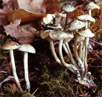 Psilocybe bohemica (łysiczka czeska)