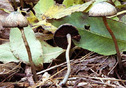 Psilocybe bohemica (łysiczka czeska)