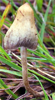 Psilocybe semilanceata (łysiczka lancetowata)