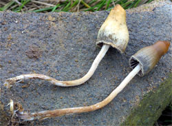 Psilocybe semilanceata (łysiczka lancetowata)