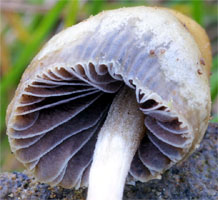 Psilocybe semilanceata (łysiczka lancetowata)