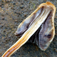 Psilocybe semilanceata (łysiczka lancetowata)