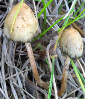 Psilocybe semilanceata (łysiczka lancetowata)