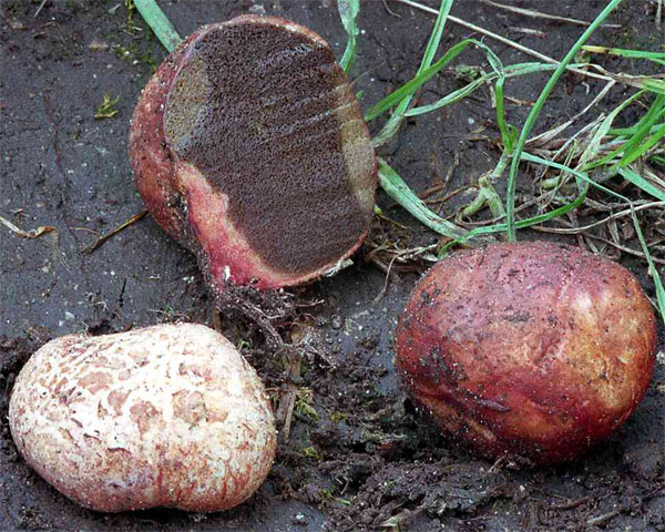 Rhizopogon roseolus (piestrówka różowawa)