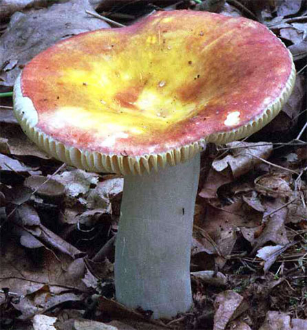 Russula aurea (gołąbek złotawy)