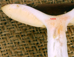 Russula cessans