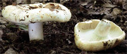 Russula chloroides (gołąbek wąskoblaszkowy)