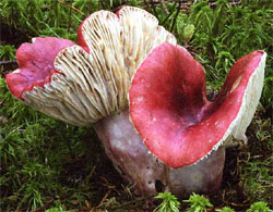 Russula helodes