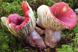 Russula helodes