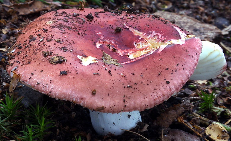 Russula rosea (gołąbek śliczny)