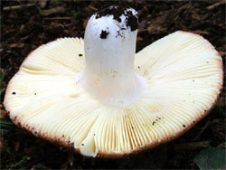 Russula rosea (gołąbek śliczny)