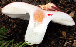 Russula rosea (gołąbek śliczny)