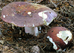 Russula olivacea (gołąbek oliwkowy)