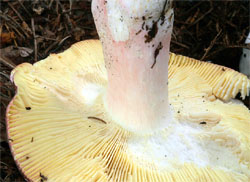 Russula olivacea (gołąbek oliwkowy)