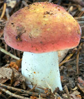 Russula olivacea (gołąbek oliwkowy)