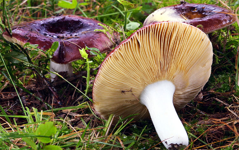 Russula integra (gołąbek słodkawy)