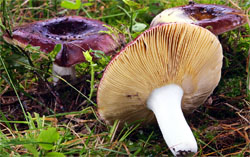 Russula integra (gołąbek słodkawy)