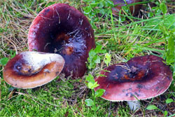 Russula integra (gołąbek słodkawy)