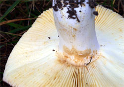 Russula integra (gołąbek słodkawy)