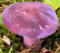 Russula queletii (gołąbek agrestowy)