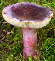 Russula queletii (gołąbek agrestowy)