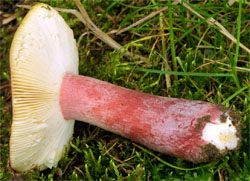 Russula queletii (gołąbek agrestowy)