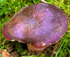 Russula queletii (gołąbek agrestowy)