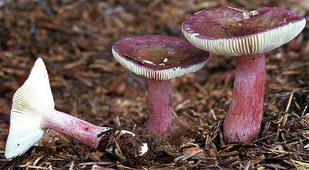 Russula queletii (gołąbek agrestowy)