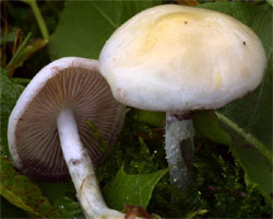 Stropharia pseudocyanea (pierścieniak zielononiebieski)