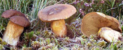 Suillus variegatus (maślak pstry)