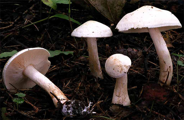 Tricholoma album (gąska biaława)