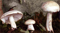 Tricholoma album (gąska biaława)