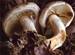 Tricholoma album (gąska biaława)