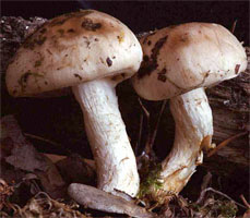 Tricholoma album (gąska biaława)