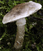 Tricholoma cingulatum (gąska wierzbowa)