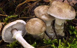 Tricholoma cingulatum (gąska wierzbowa)