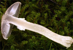 Tricholoma cingulatum (gąska wierzbowa)