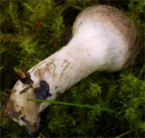 Tricholoma cingulatum (gąska wierzbowa)