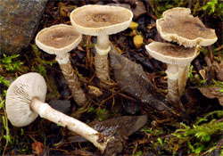 Tricholoma cingulatum (gąska wierzbowa)