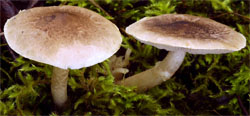 Tricholoma cingulatum (gąska wierzbowa)