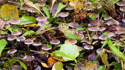 Tricholoma cingulatum (gąska wierzbowa)