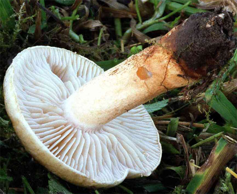 Tricholoma psammopus (gąska modrzewiowa)