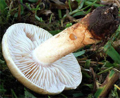 Tricholoma psammopus (gąska modrzewiowa)